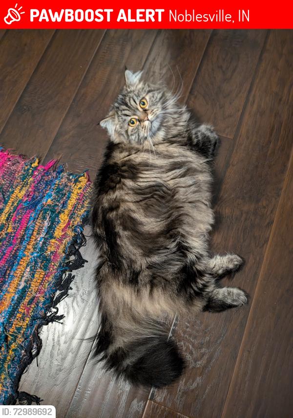 Lost Male Cat last seen Near Westridge South Dr, Noblesville, IN 46062