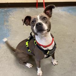 Shelter Stray Female Dog last seen , 2350 Appling City Cove, Memphis, TN 38133, USA
