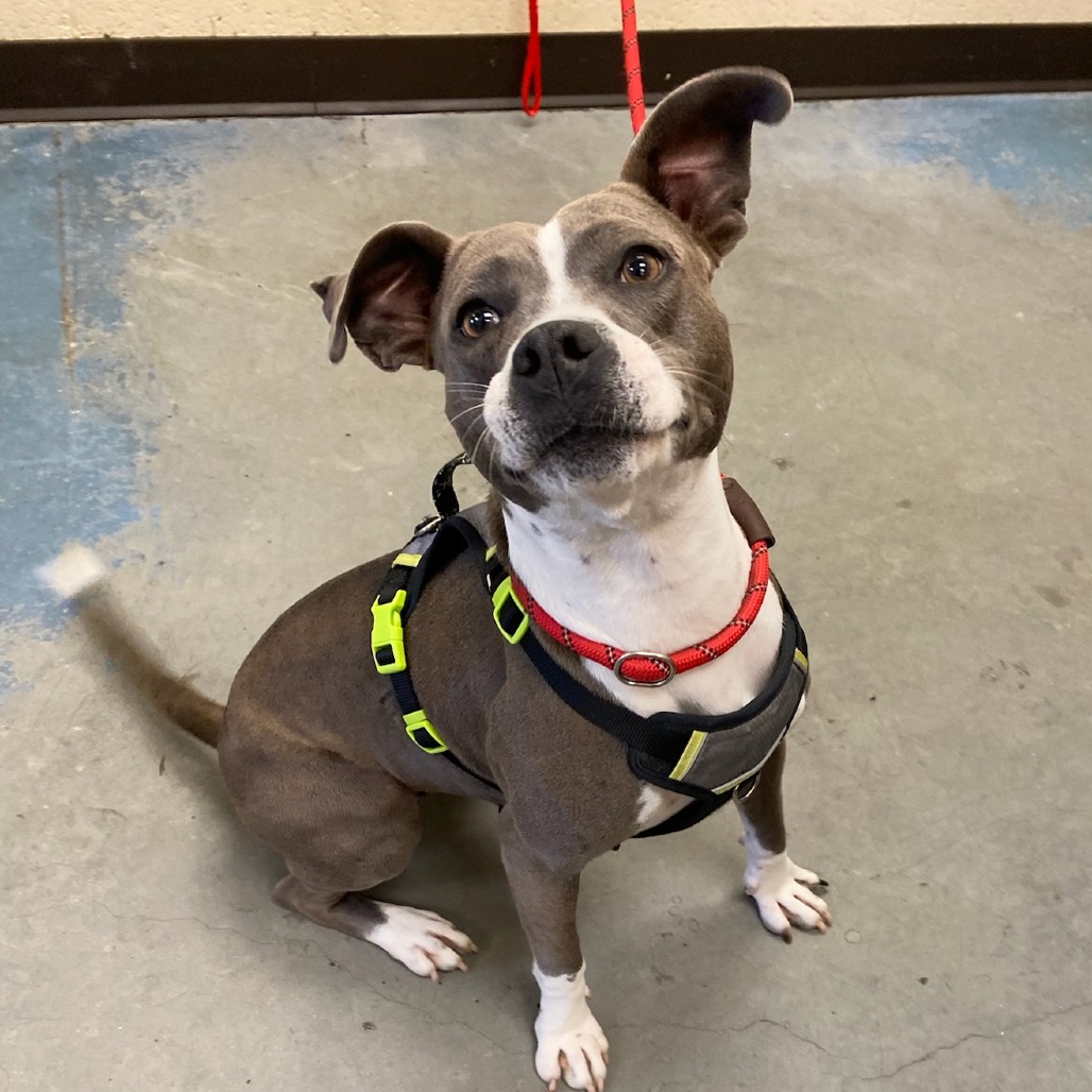 Shelter Stray Female Dog last seen , 2350 Appling City Cove, Memphis, TN 38133, USA