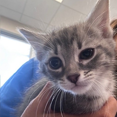 Shelter Stray Female Cat last seen , 2350 Appling City Cove, Memphis, TN 38133, USA
