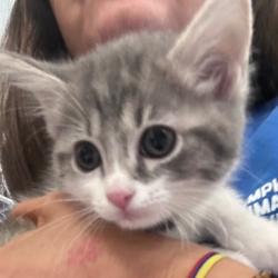 Shelter Stray Female Cat last seen , 2350 Appling City Cove, Memphis, TN 38133, USA