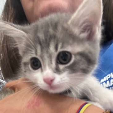 Shelter Stray Female Cat last seen , 2350 Appling City Cove, Memphis, TN 38133, USA