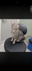 Lost Male Cat last seen Stoney Stanton road, West Midlands, England CV1 4HD