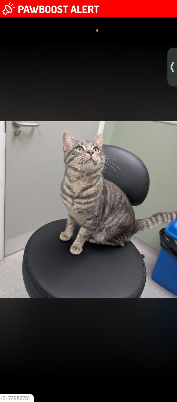 Lost Male Cat last seen Stoney Stanton road, West Midlands, England CV1 4HD