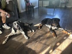 Reunited Male Dog last seen North Highlands, CA, USA, North Highlands, CA 95660