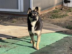 Reunited Male Dog last seen Near Lost Canyon Rd, Santa Clarita, CA 91387, USA, Santa Clarita, CA 91387