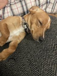 Lost Male Dog last seen Running along side hedgerow near M4, Berkshire, England RG20 8EE
