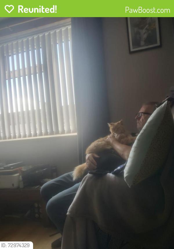 Reunited Male Cat last seen The crown junction, Merseyside, England L11