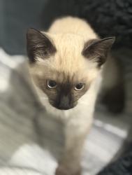 Lost Female Cat last seen Portland Airport, Portland, TN 37148