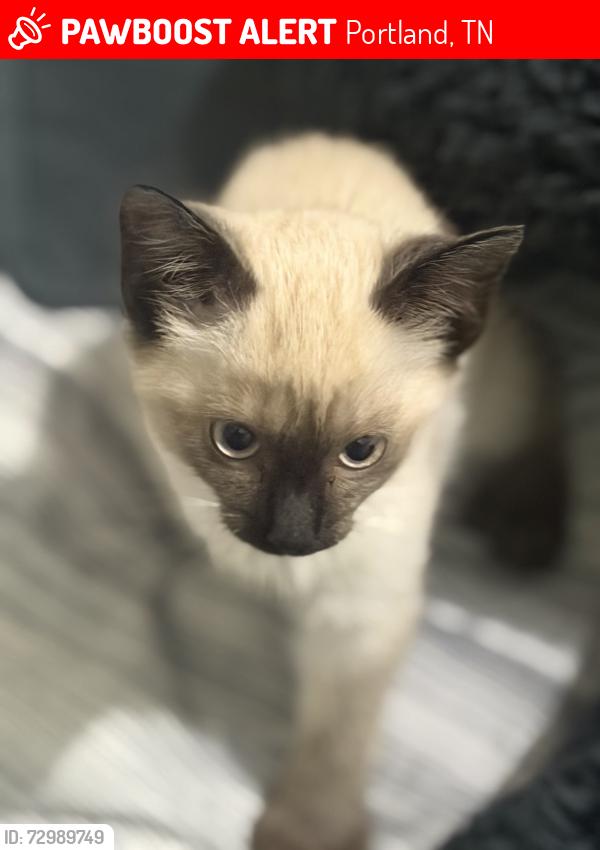 Lost Female Cat last seen Portland Airport, Portland, TN 37148