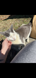 Lost Male Bird last seen parks avenue , Virginia Beach, VA 23451