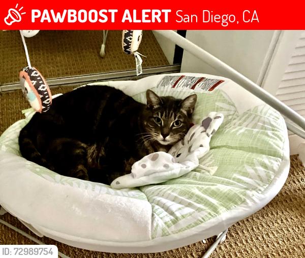 Lost Male Cat last seen Near serenata place, San Diego, CA 92130