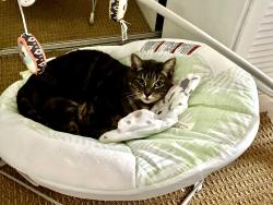 Lost Male Cat last seen Near serenata place, San Diego, CA 92130
