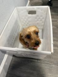 Found/Stray Female Dog last seen On 10th Street in Holly Hill this morning 9AM, Holly Hill, FL 32117