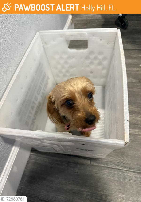 Found/Stray Female Dog last seen On 10th Street in Holly Hill this morning 9AM, Holly Hill, FL 32117