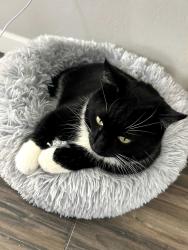 Lost Male Cat last seen Between Glenn Dr and Harwood Rd, Euless, TX 76039