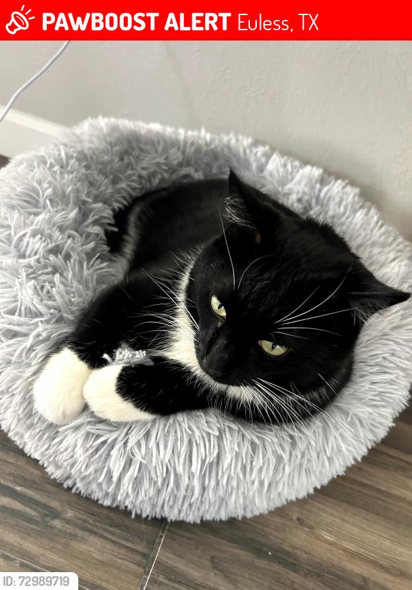 Lost Male Cat last seen Between Glenn Dr and Harwood Rd, Euless, TX 76039