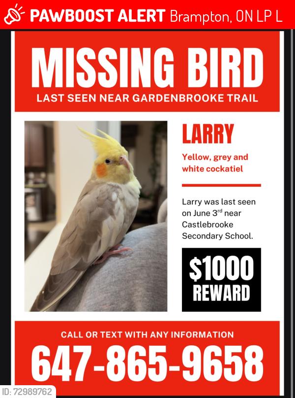 Lost Female Bird last seen Gore Road and Castlemore Road, Brampton, ON L6P 3L1