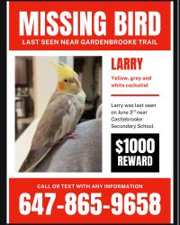 Lost Female Bird last seen Gore Road and Castlemore Road, Brampton, ON L6P 3L1