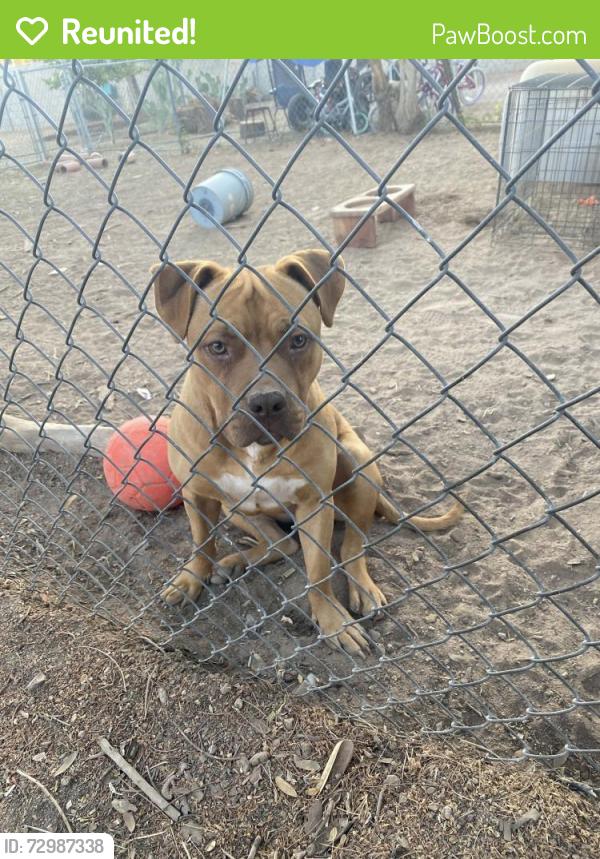 Reunited Male Dog last seen 2nd Ave and Mesa Drive , Mesa, AZ 85210