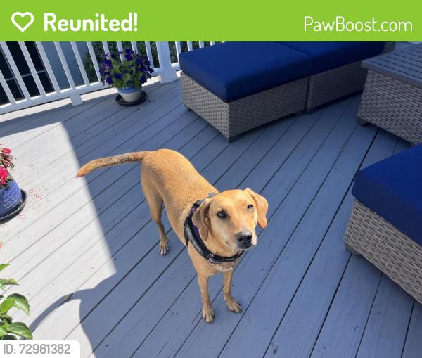 Reunited Unknown Dog last seen Stockton and Stratton, Mount Pleasant, SC 29466