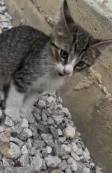 Lost Male Cat last seen Opelousas Ct & Polo Rd, Grand Prairie, TX 75052