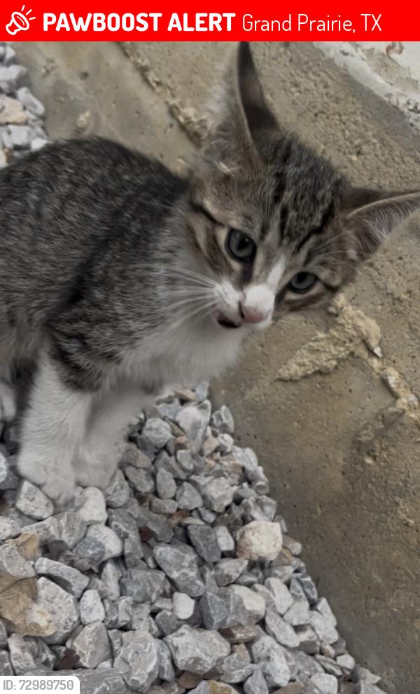 Lost Male Cat last seen Opelousas Ct & Polo Rd, Grand Prairie, TX 75052