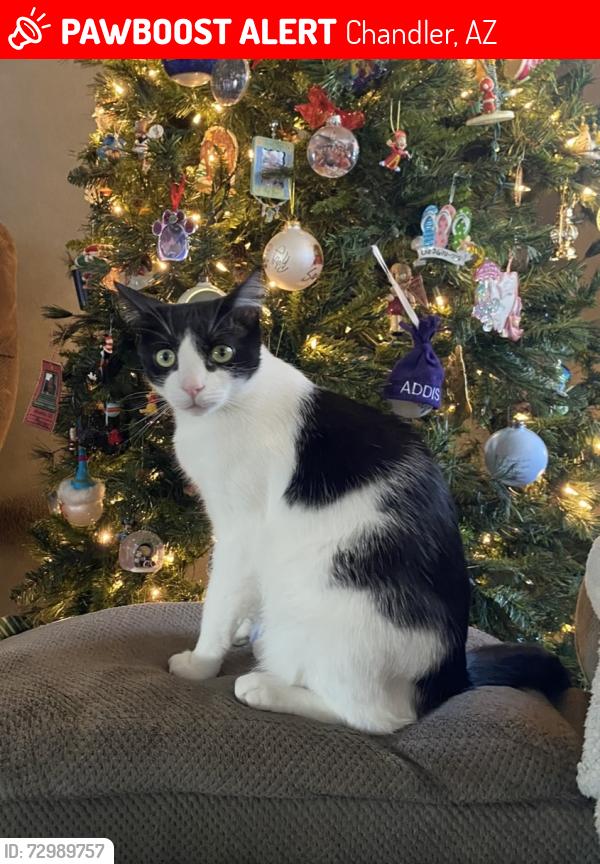 Lost Male Cat last seen Ray McClintock, Chandler, AZ 85226
