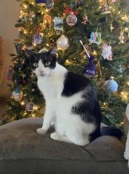 Lost Male Cat last seen Ray McClintock, Chandler, AZ 85226