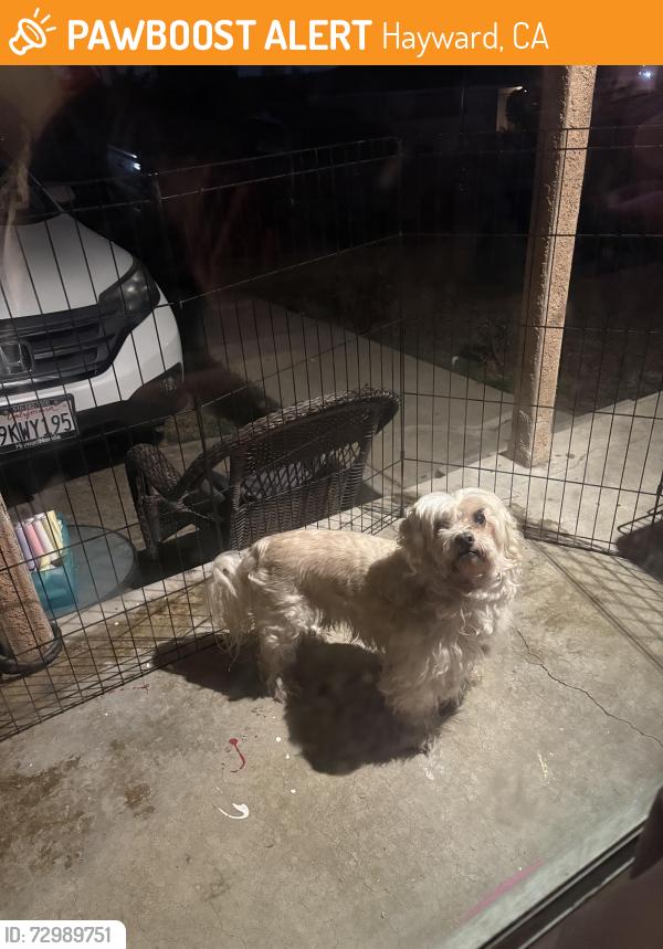 Found/Stray Male Dog last seen Spring and mission, Hayward, CA 94540