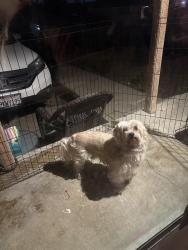 Found/Stray Male Dog last seen Spring and mission, Hayward, CA 94540