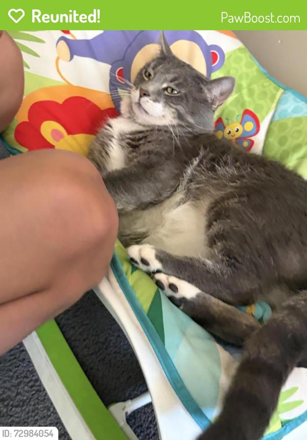 Reunited Male Cat last seen Near broad street Chambersburg pa, Chambersburg, PA 17201