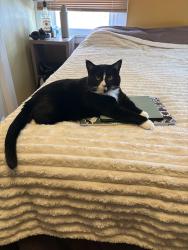 Reunited Female Cat last seen E Penn & N Bedford St Intersection, Carlisle, PA 17013