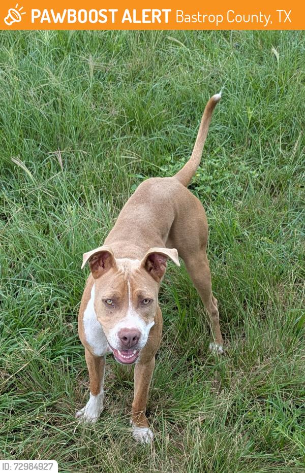 Found/Stray Female Dog last seen Near greasy Bend , Bastrop County, TX 78659