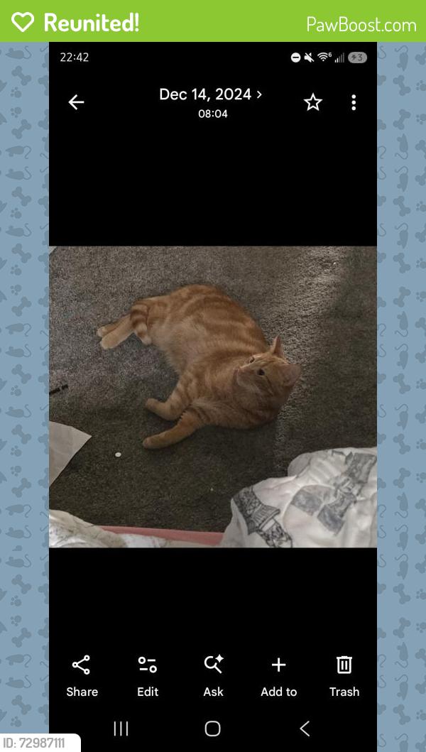 Reunited Male Cat last seen Ever ville Subdivision, Livingston, TN 38570
