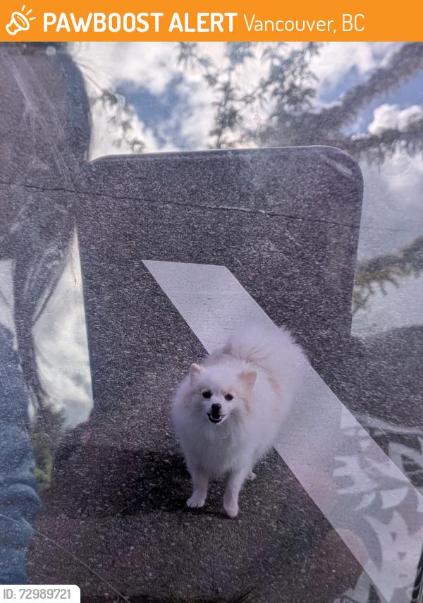 Found/Stray Unknown Dog last seen Kerr & 43, Vancouver, BC 