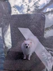 Found/Stray Unknown Dog last seen Kerr & 43, Vancouver, BC 
