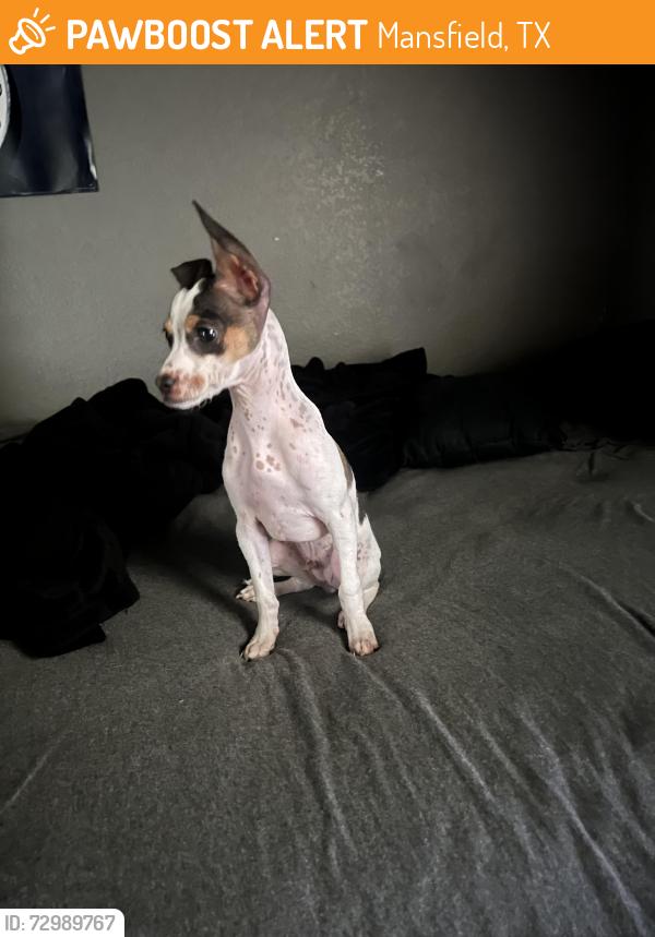 Found/Stray Male Dog last seen 2371–2393 N Holland Rd Arlington, TX  76063 United States, Mansfield, TX 76063