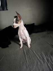 Found/Stray Male Dog last seen 2371–2393 N Holland Rd Arlington, TX  76063 United States, Mansfield, TX 76063