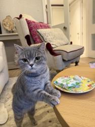 Lost Female Cat last seen West Brompton Station, Waitrose Fulham, Greater London, England SW6 1DQ