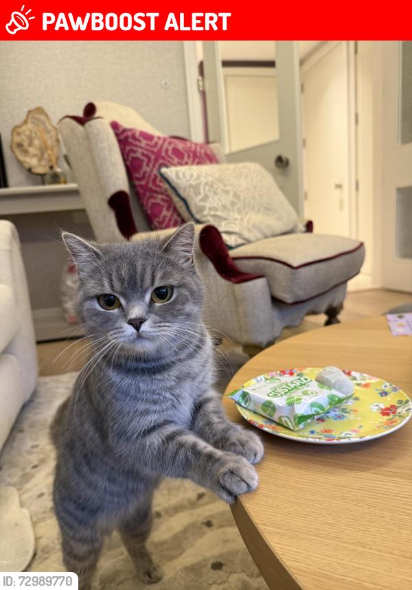 Lost Female Cat last seen West Brompton Station, Waitrose Fulham, Greater London, England SW6 1DQ