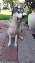 Reunited Male Dog last seen Fry road and Morton Road , Katy, TX 77493