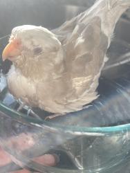 Lost Male Bird last seen Patricia Dr nw / rock hill church rd, Concord, NC 28027