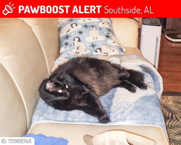 Lost Male Cat last seen Hood Lane, Southside, AL, Southside, AL 35907