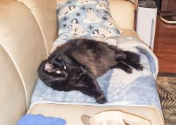 Lost Male Cat last seen Hood Lane, Southside, AL, Southside, AL 35907