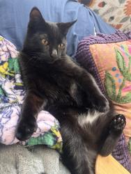 Lost Male Cat last seen Near highway behind auto mall between Laurel and Boronda exits, Salinas, CA 93906