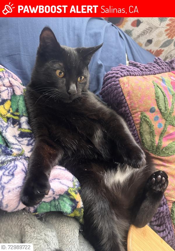 Lost Male Cat last seen Near highway behind auto mall between Laurel and Boronda exits, Salinas, CA 93906