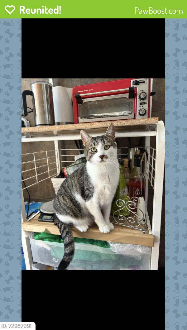 Reunited Male Cat last seen Grieco drive / country village Jersey city , Jersey City, NJ 07305
