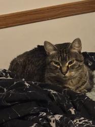 Reunited Male Cat last seen Rosmount woods mobile home off HWY 3, Rosemount, MN 55068