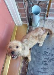 Reunited Male Dog last seen Fry Rd and Morton, Katy, TX 77493
